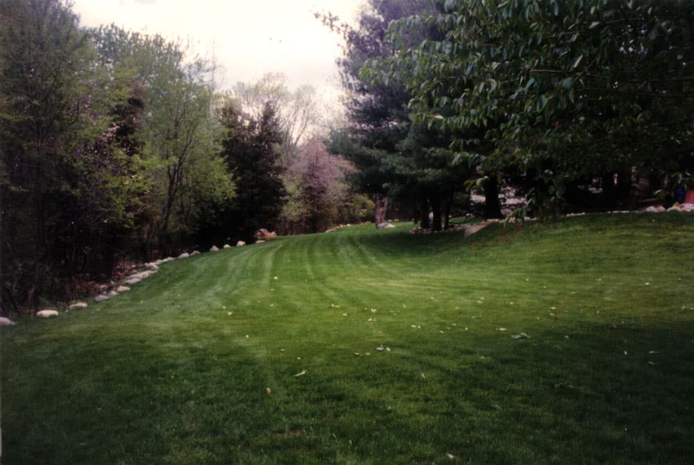Established lawn about eight weeks after seeding with even grass cover